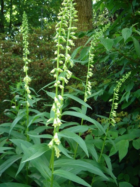 Digitalis lutea